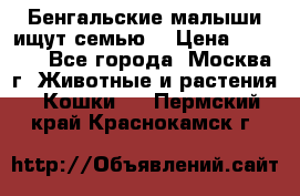 Бенгальские малыши ищут семью) › Цена ­ 5 500 - Все города, Москва г. Животные и растения » Кошки   . Пермский край,Краснокамск г.